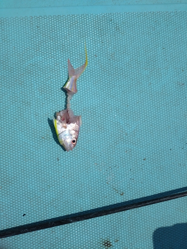 イトヨリダイの釣果