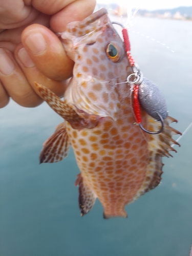 オオモンハタの釣果