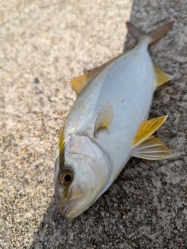 ネリゴの釣果