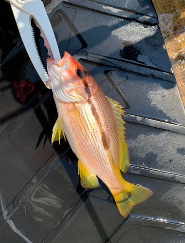 ヨコスジフエダイの釣果