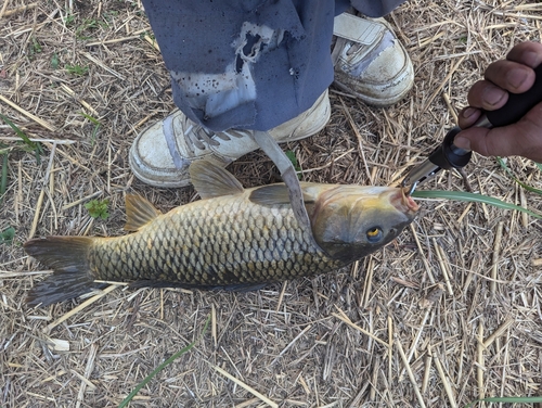 コイの釣果