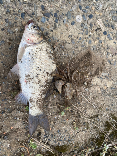 フナの釣果