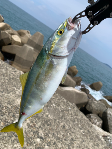 ワカシの釣果