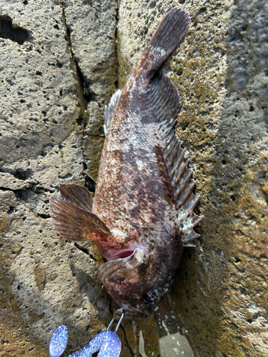 ムラソイの釣果