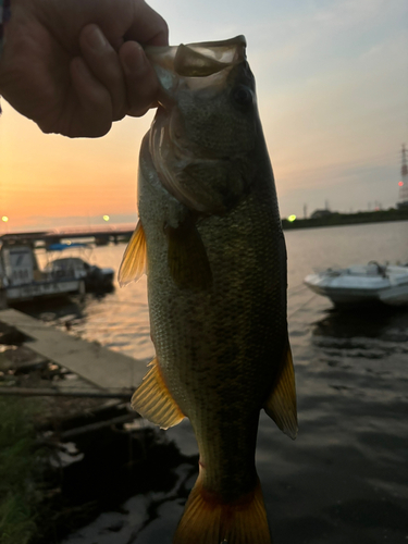 釣果