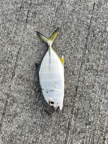 クロヒラアジの釣果