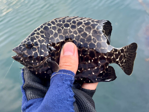 イシガキダイの釣果