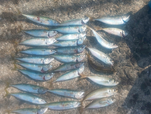 サバの釣果