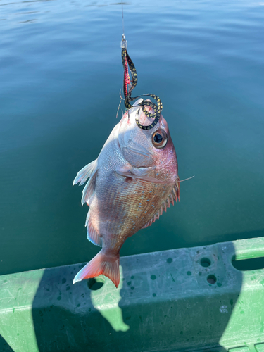 マダイの釣果