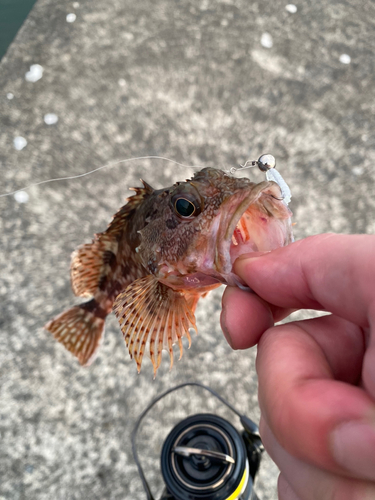 カサゴの釣果