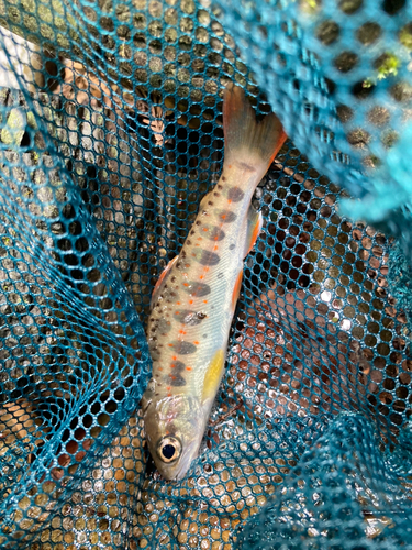 アマゴの釣果