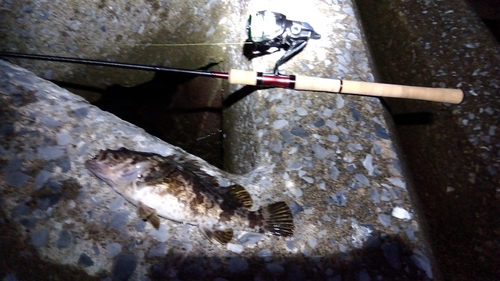 タケノコメバルの釣果