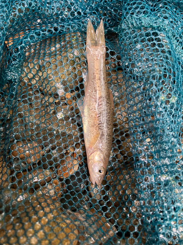 アブラハヤの釣果