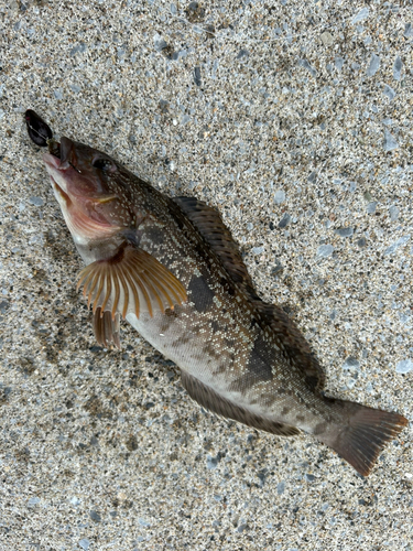 アイナメの釣果