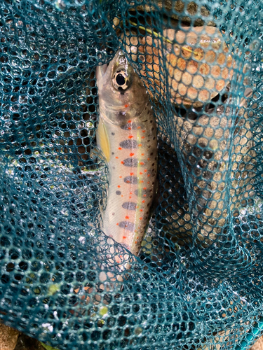 アマゴの釣果