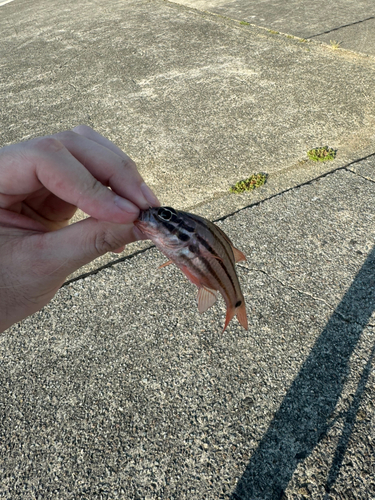 クロホシイシモチの釣果