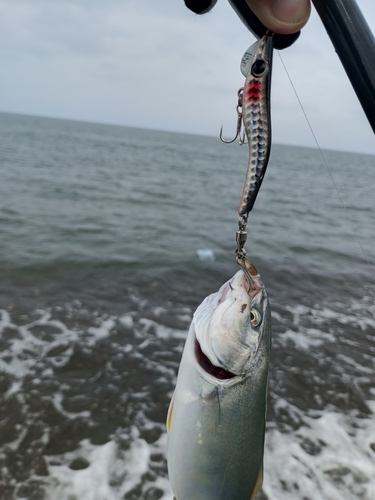 ワカシの釣果