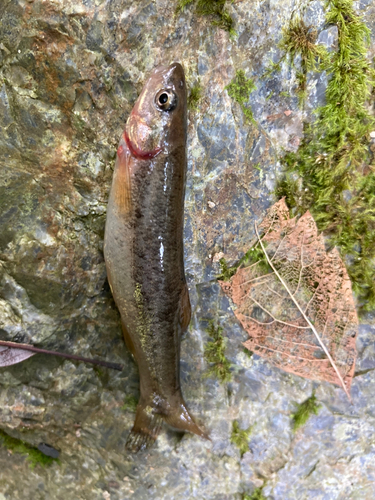 アブラハヤの釣果