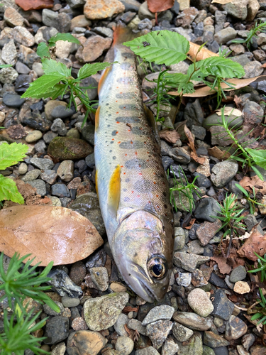 アマゴの釣果