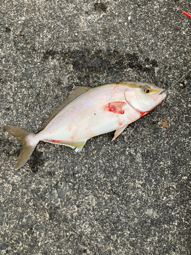 ショゴの釣果