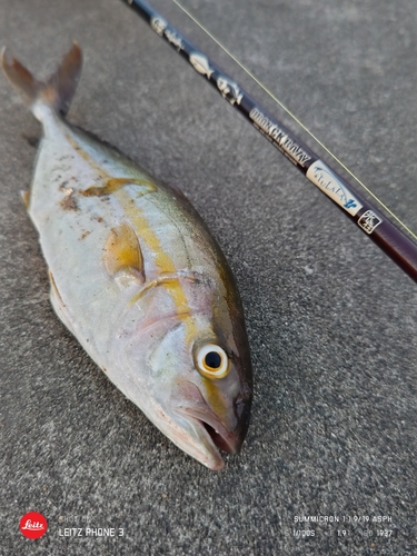 ショゴの釣果