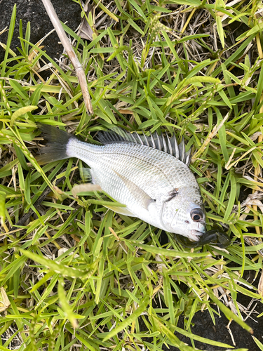 キビレの釣果