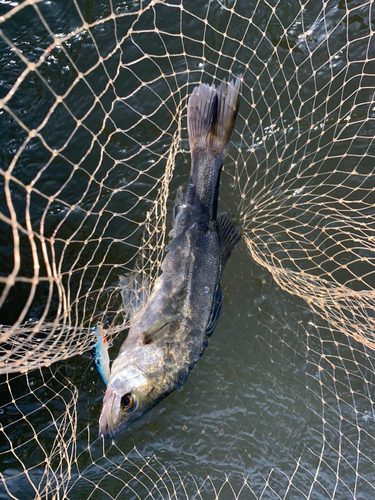 セイゴ（マルスズキ）の釣果