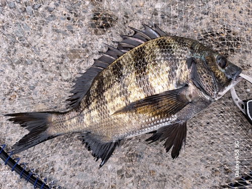 チヌの釣果