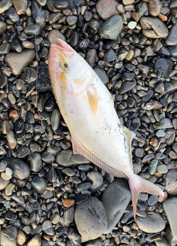 ショゴの釣果