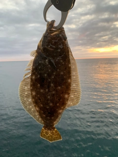 ヒラメの釣果