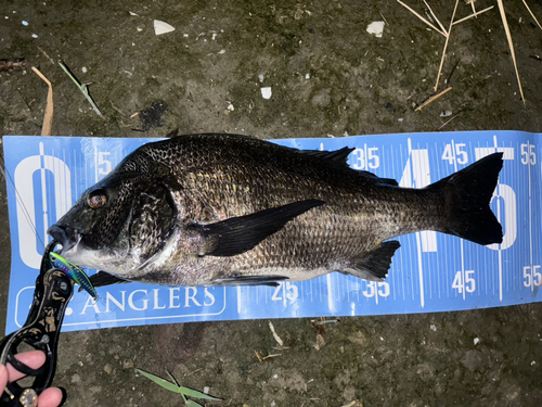 クロダイの釣果