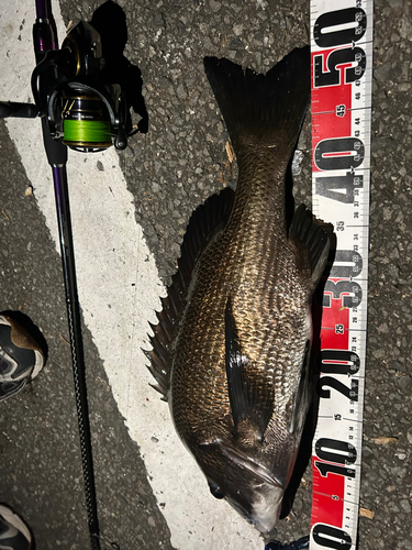 クロダイの釣果