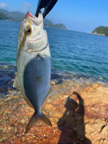 ショッコの釣果