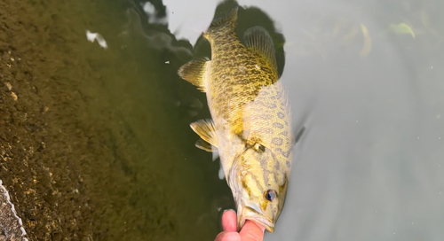 スモールマウスバスの釣果