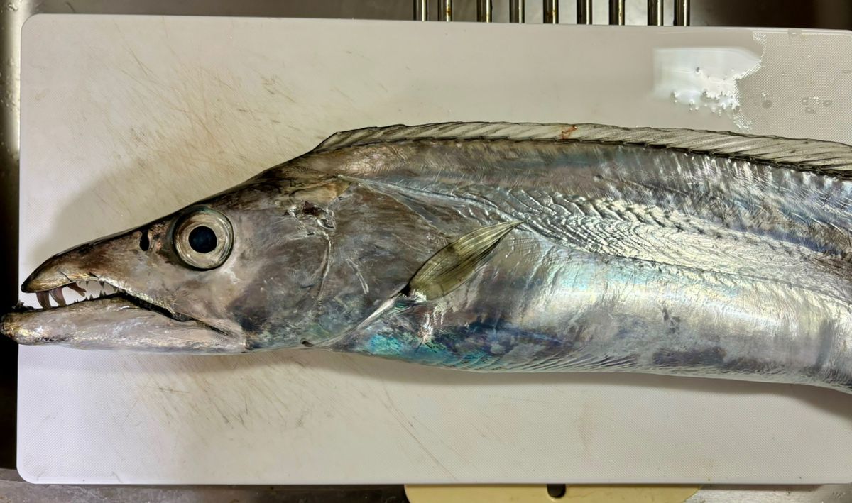 oxyさんの釣果 2枚目の画像