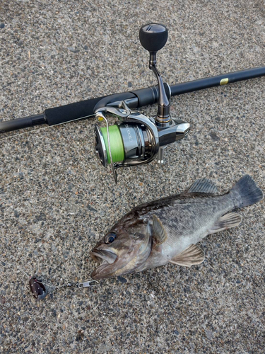 クロソイの釣果