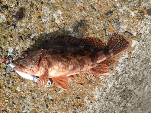 アラカブの釣果