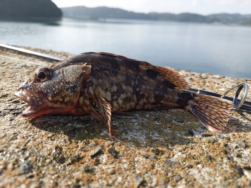 アラカブの釣果