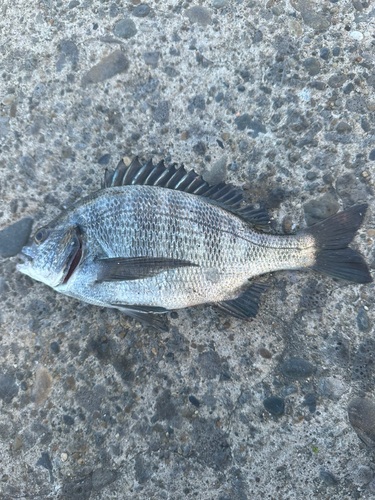 クロダイの釣果