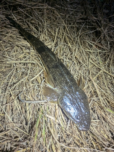 マゴチの釣果