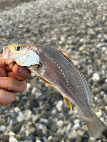 イシモチの釣果