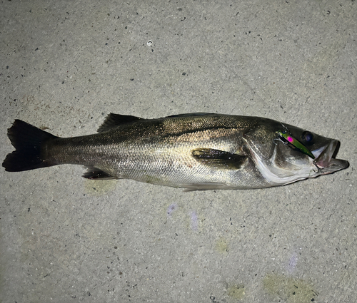 スズキの釣果