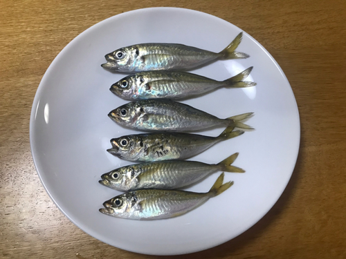 アジの釣果