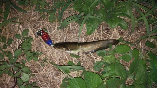 ナマズの釣果