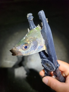 タナゴの釣果