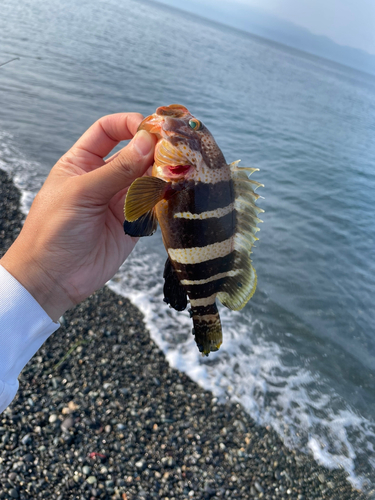 アオハタの釣果