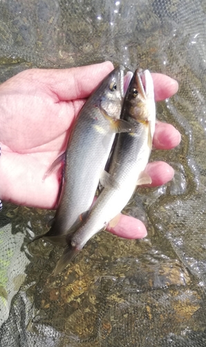 アユの釣果