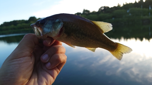 ラージマウスバスの釣果