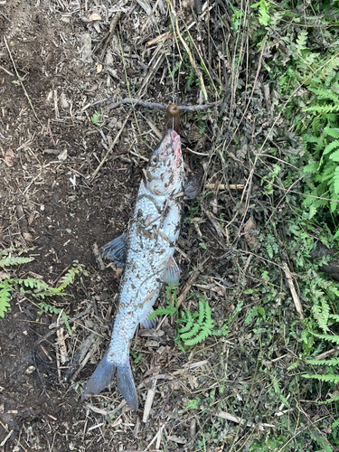 ニゴイの釣果