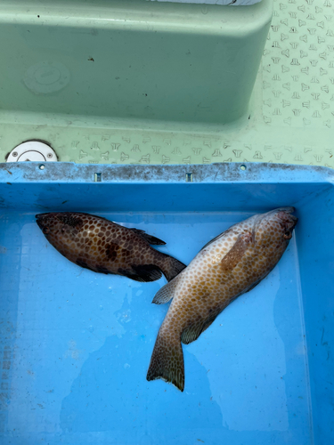 オオモンハタの釣果